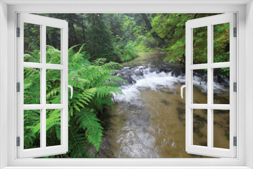 Fototapeta Naklejka Na Ścianę Okno 3D - The river flows through forest