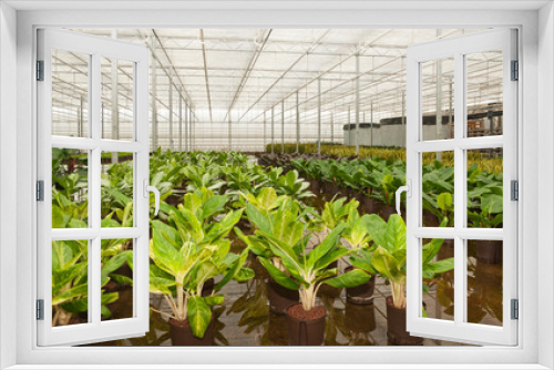 Fototapeta Naklejka Na Ścianę Okno 3D - Various houseplants in a hydroculture plant nursery