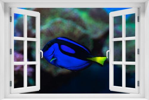 Fototapeta Naklejka Na Ścianę Okno 3D - closeup of a blue tang surgeonfish, popular tropical aquarium pet, exotic fish from the pacific ocean