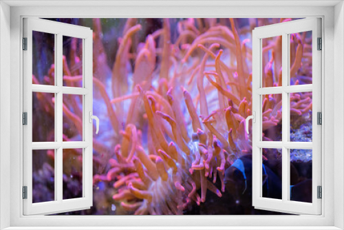 Fototapeta Naklejka Na Ścianę Okno 3D - Fish swim along coral reefs in the aquarium.