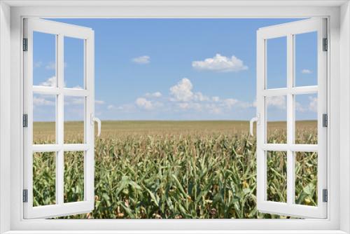 Fototapeta Naklejka Na Ścianę Okno 3D - Young green corn field in summer