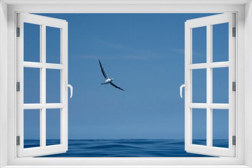 Fototapeta Naklejka Na Ścianę Okno 3D - New Zealand Gannet  bird flying over ocean 