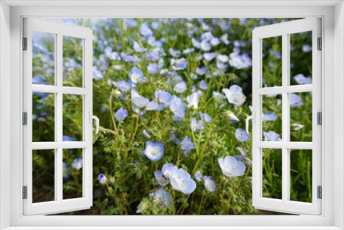 Fototapeta Naklejka Na Ścianę Okno 3D - 小さい花