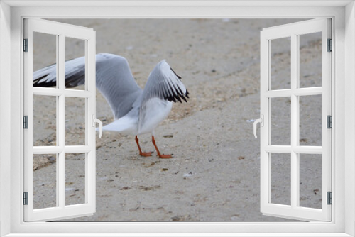 Fototapeta Naklejka Na Ścianę Okno 3D - Seagull stretches its wings before flying over the sea
