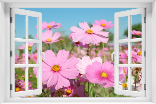 Fototapeta Naklejka Na Ścianę Okno 3D - Pink cosmos flowers is blooming in the garden with morning sunshine.