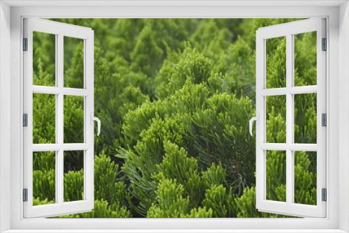 Fototapeta Naklejka Na Ścianę Okno 3D - Green Pine Shoots cluster background II