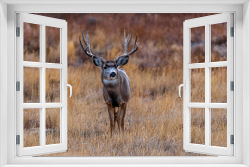 Fototapeta Naklejka Na Ścianę Okno 3D - A Mule Deer Buck with Large Antlers in Autumn