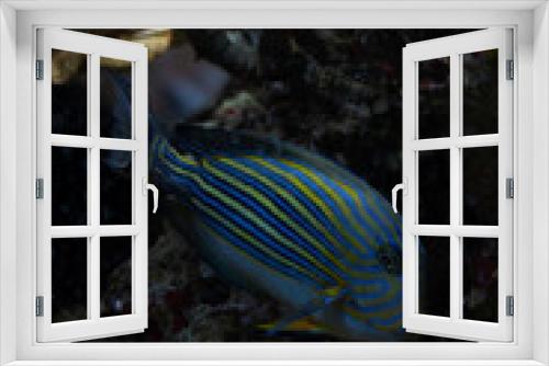 Fototapeta Naklejka Na Ścianę Okno 3D - Fish Imperial angel (pomacanth). Emperor angelfish (Pomacanthus imperator)