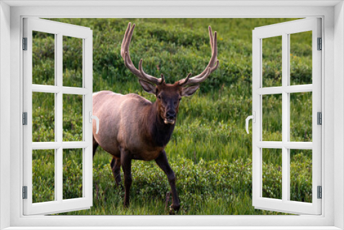 Fototapeta Naklejka Na Ścianę Okno 3D - A Large Bull Elk Roaming the Mountainside of the Rocky Mountains
