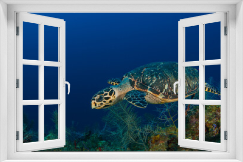 Fototapeta Naklejka Na Ścianę Okno 3D - A hawksbill turtle on the reef in Grand Cayman. This guy loves to eat sponge