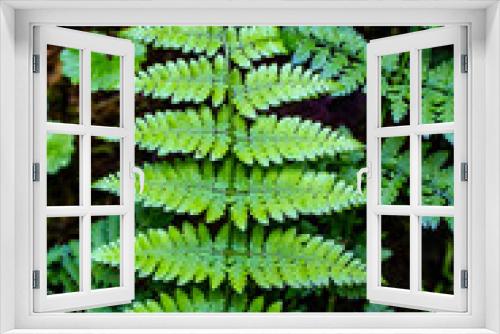 Fototapeta Naklejka Na Ścianę Okno 3D - green fern in the forest
