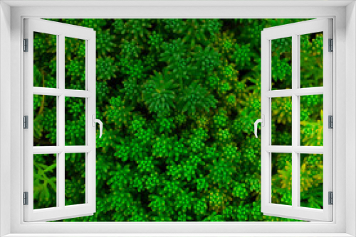 Fototapeta Naklejka Na Ścianę Okno 3D - Square macro photo of green small succulents. Home garden photo for your cozy design.