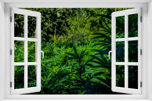 Fototapeta Naklejka Na Ścianę Okno 3D - Outdoor amateur planting or cultivation of medicinal cannabis (marijuana) and CBD plantation for medicinal use, and a yard showing holes and plants.