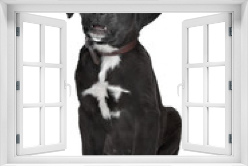 Fototapeta Naklejka Na Ścianę Okno 3D - Mixed breed puppy