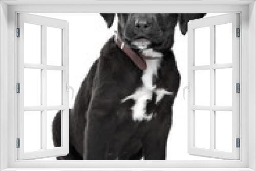 Fototapeta Naklejka Na Ścianę Okno 3D - Mixed breed puppy