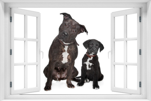 Fototapeta Naklejka Na Ścianę Okno 3D - two mixed breed dogs