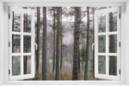 Fototapeta Naklejka Na Ścianę Okno 3D - Tall pine trees in foggy autumn forest
