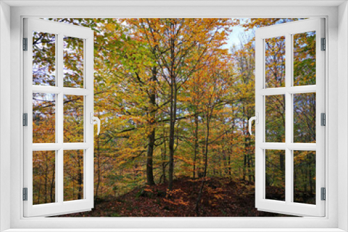 Fototapeta Naklejka Na Ścianę Okno 3D - bunter Herbstwald

