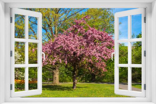 Fototapeta Naklejka Na Ścianę Okno 3D - Tree exploding with pink blossoms in Ottawa Park during spring time