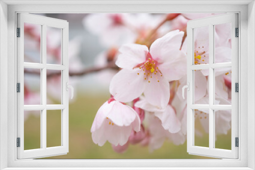 Fototapeta Naklejka Na Ścianę Okno 3D - 公園の桜の花のアップ