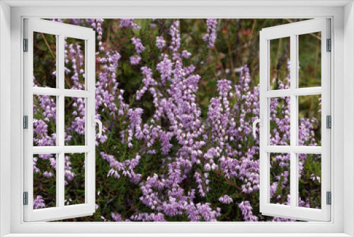 Fototapeta Naklejka Na Ścianę Okno 3D - (Calluna vulgaris) Tapis de bruyère sauvage d'été rose aux petites feuilles vertes en forme de petites aiguilles écailleuses