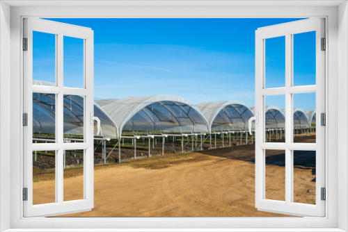 Fototapeta Naklejka Na Ścianę Okno 3D - Greenhouses for young strawberry plants on the field in Santa Barbara County, California
