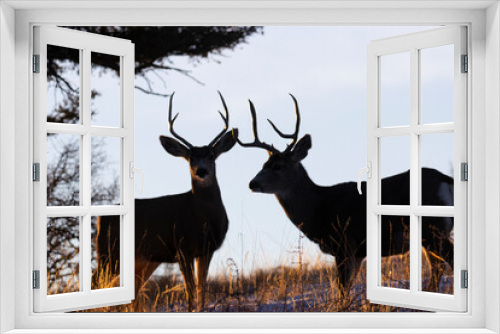 Fototapeta Naklejka Na Ścianę Okno 3D - Mule Deer Sunrise