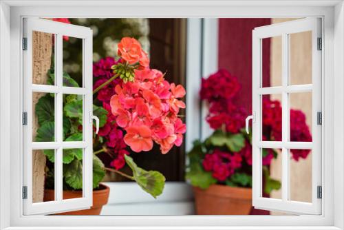Fototapeta Naklejka Na Ścianę Okno 3D - pelargonium flowers in the pot