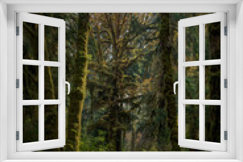Fototapeta Naklejka Na Ścianę Okno 3D - Alien looking vegetation surrounds you in Olympic National Park Washington State USA