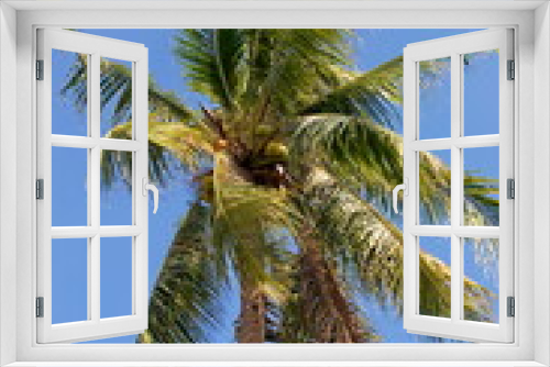 Fototapeta Naklejka Na Ścianę Okno 3D - Palm tree soars into blue sky