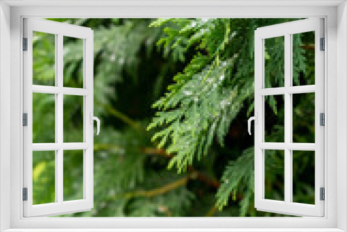 Fototapeta Naklejka Na Ścianę Okno 3D - close up of a pine needles