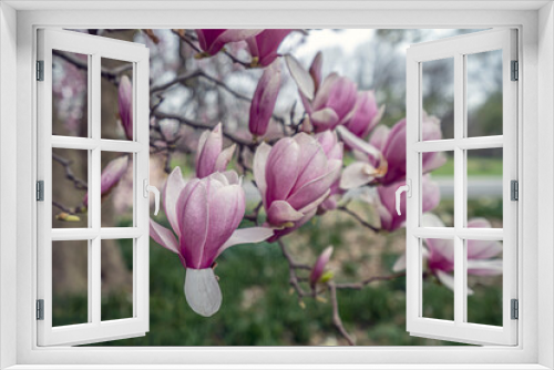 Fototapeta Naklejka Na Ścianę Okno 3D - Magnolia tree in bloom in early spring
