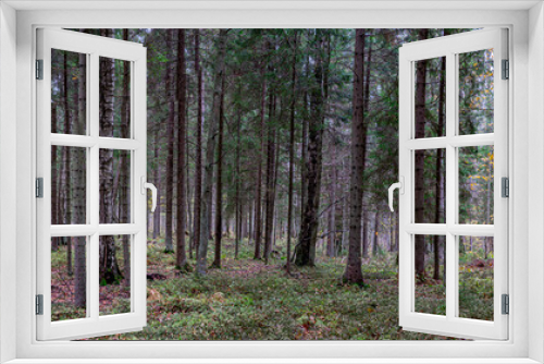 Fototapeta Naklejka Na Ścianę Okno 3D - wild pine forest and grass