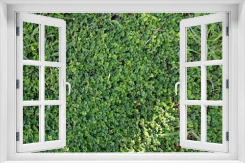 Fototapeta Naklejka Na Ścianę Okno 3D - green moss background, grass background 