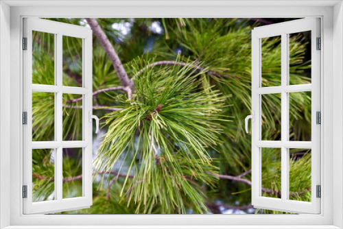 Fototapeta Naklejka Na Ścianę Okno 3D - Green cedar branches (Background, banner, Wallpaper, texture)