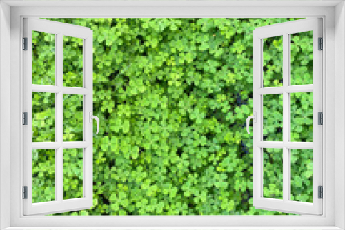 Fototapeta Naklejka Na Ścianę Okno 3D - Close up of Marsilea Four leafed clover