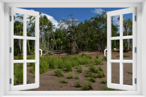 Fototapeta Naklejka Na Ścianę Okno 3D - Floresta Amazônica, na Ilha de Santana/Santana/Amapá/Amazônia/Brasil