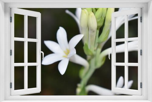 Fototapeta Naklejka Na Ścianę Okno 3D - close up of white flower