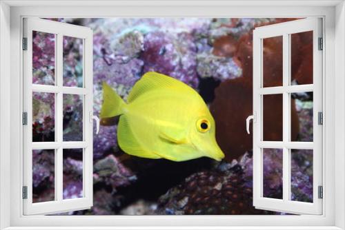 Fototapeta Naklejka Na Ścianę Okno 3D - pesce chirurgo