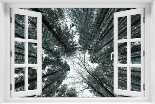 Fototapeta Naklejka Na Ścianę Okno 3D - Looking ou in winter pine forest.