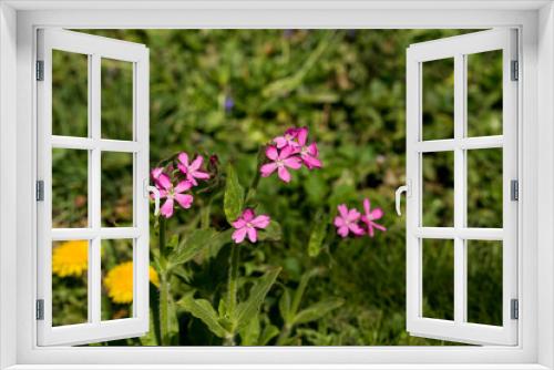 Fototapeta Naklejka Na Ścianę Okno 3D - Wildblumen blühen mit rosaroten Blüten am steinigen Wegrand