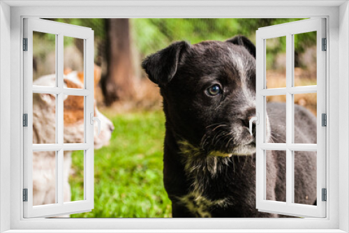 Fototapeta Naklejka Na Ścianę Okno 3D - Black puppy