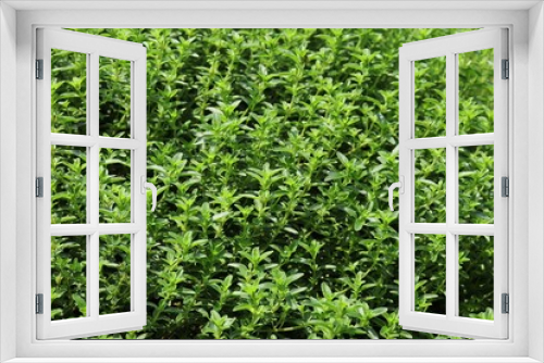 Fototapeta Naklejka Na Ścianę Okno 3D - Close-up of thyme grown thickly in a sunny herb garden