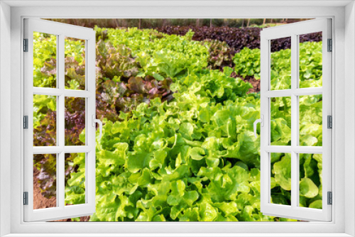 Fototapeta Naklejka Na Ścianę Okno 3D - Close up of fresh salad lettuce growing at vegetable plantation