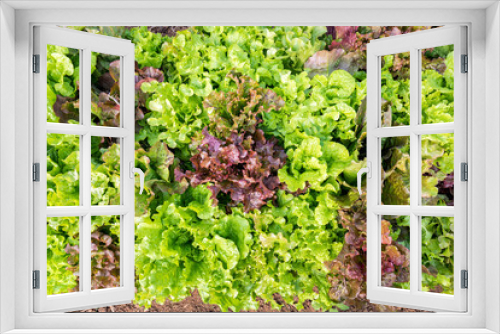 Fototapeta Naklejka Na Ścianę Okno 3D - Top view of fresh salad lettuce growing at vegetable plantation
