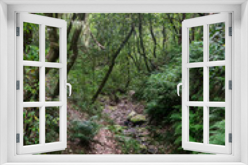 Fototapeta Naklejka Na Ścianę Okno 3D - Rainforest Levada Trail on Madeira Island