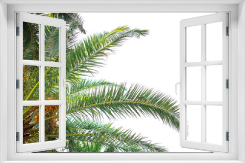 Fototapeta Naklejka Na Ścianę Okno 3D - Coconut palm leaves isolated on white background