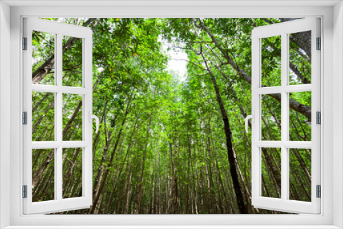 Fototapeta Naklejka Na Ścianę Okno 3D - mangrove forest in rainforest phang nga thailand nature and environment concept