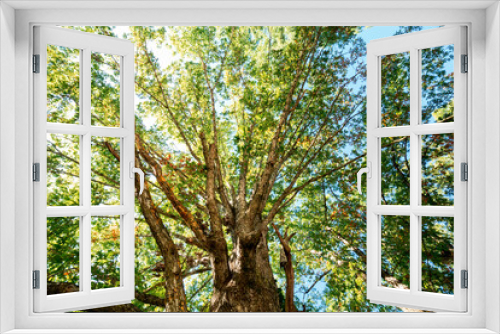 Fototapeta Naklejka Na Ścianę Okno 3D - Big late summer tree from underneath on a sunny day