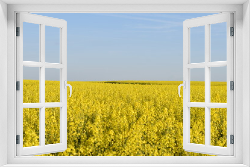 Fototapeta Naklejka Na Ścianę Okno 3D - field of yellow rapeseed
